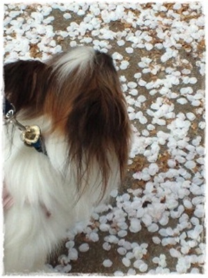 2012041310500001.jpg