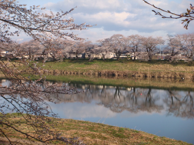 白石川と桜