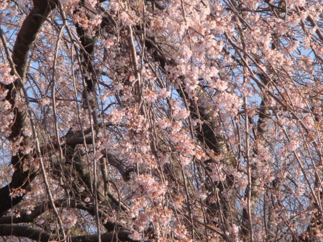 満開の桜