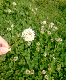 しろつめ草