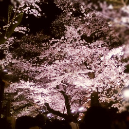 千鳥ヶ淵公園 桜