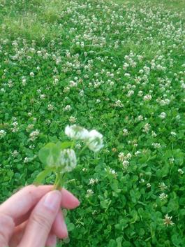 シロツメ草