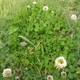 しろつめ草,シロツメ草
