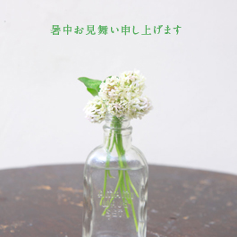 シロツメ草