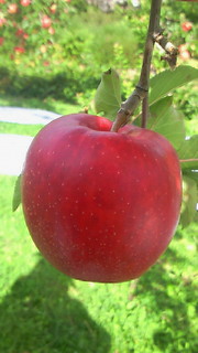 201210181258001.jpg