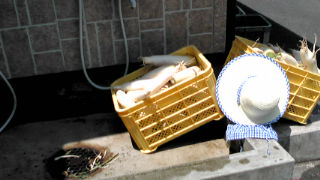 20100617105522.jpg