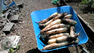 20100617100931.jpg