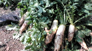 20100617100917.jpg