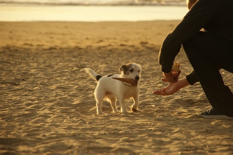 子犬と遊ぶ