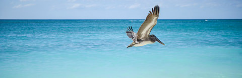 海原を飛ぶ海鳥の写真
