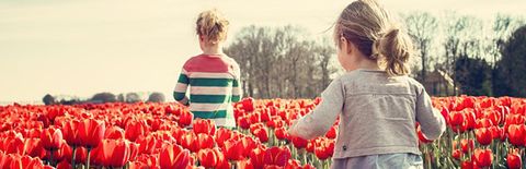 チューリップ畑を順に歩く二人の女の子の写真