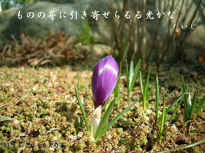 クロッカス