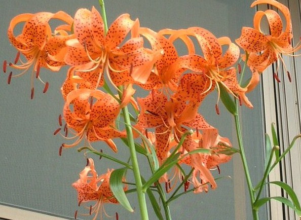 鬼百合
