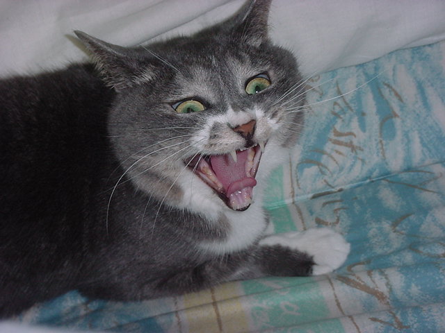 ねこ大好き The Artificial World