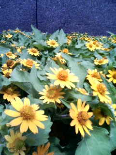 秋の花