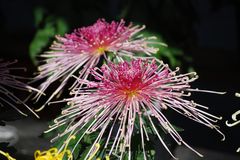 菊の花 ロゴス氏より