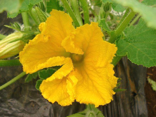 ミニカボチャの花と若蔓の天ぷら 美味しい菜園生活