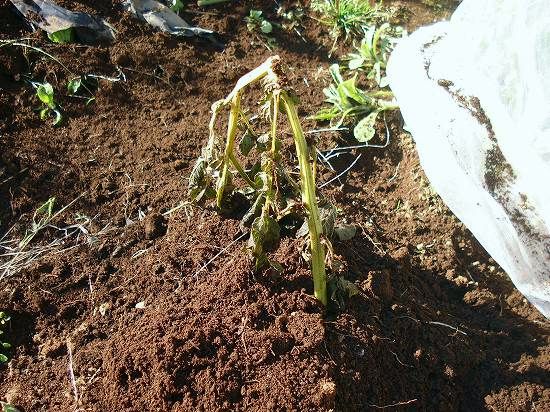 霜で葉が枯れたので ジャガイモを掘りました 美味しい菜園生活