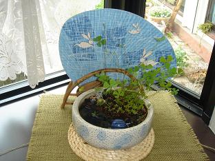 水生植物2
