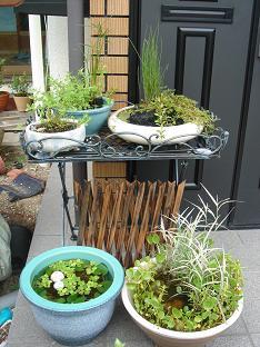 水生植物1