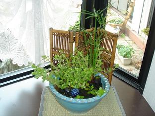 水生植物3