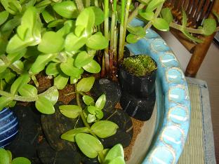 水生植物7
