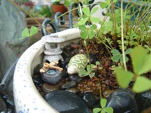水生植物8
