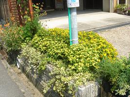 夏花壇06−3