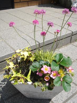 ミニ寄せ植え