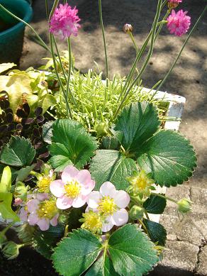 ミニ寄せ植え2