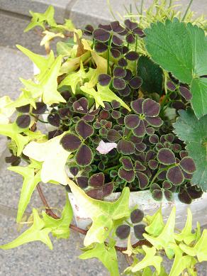ミニ寄せ植え3