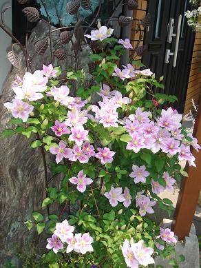 クレマチス08