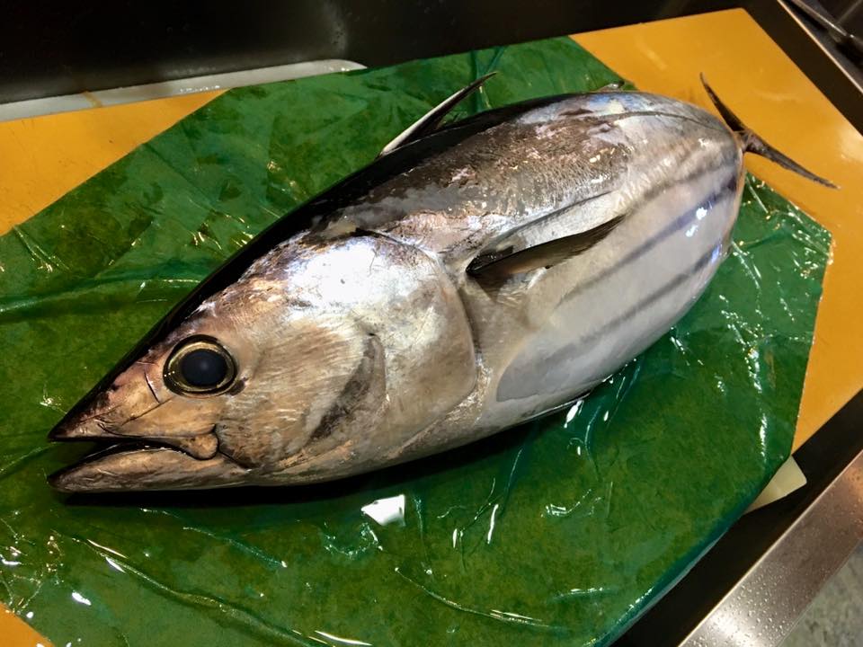 今年最後のカツオ