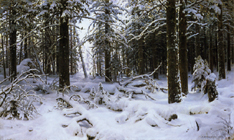 ¥·¡¼¥·¥¥ó¡ÔÅß¡Õ(1890)