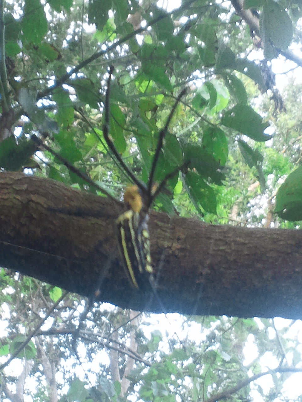 a silk spider