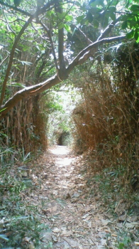 trail