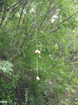 akebi