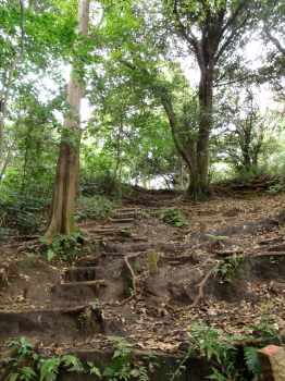 trail1