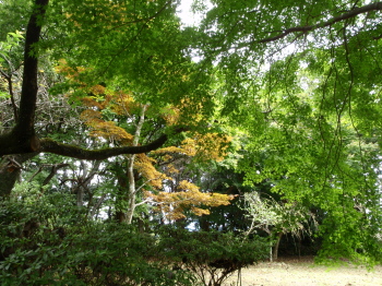 trail2