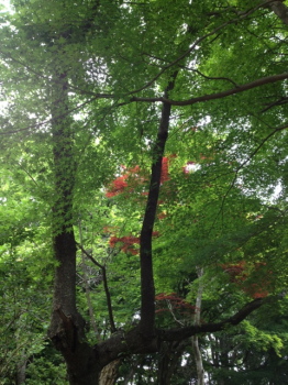 trail2