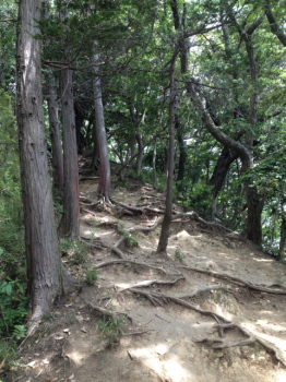 trail3