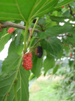 berry