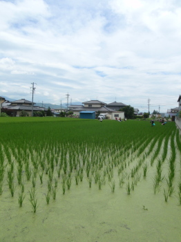 ricefild