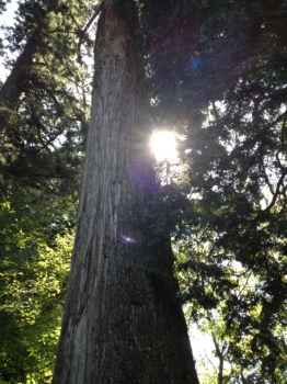 tree