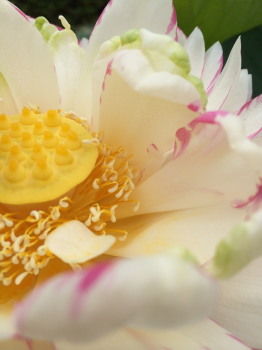 lotus