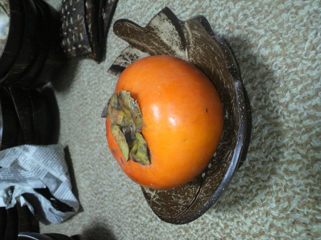 P1010114.jpg
