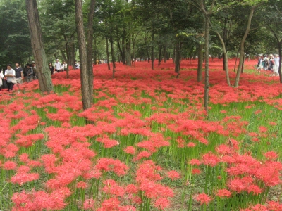 巾着田1