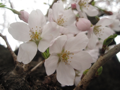 桜