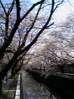 hanami1