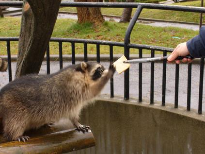 ちょうだい!